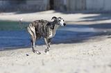 WHIPPET 178